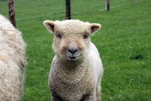 Schaf im Jedburgh Farmpark